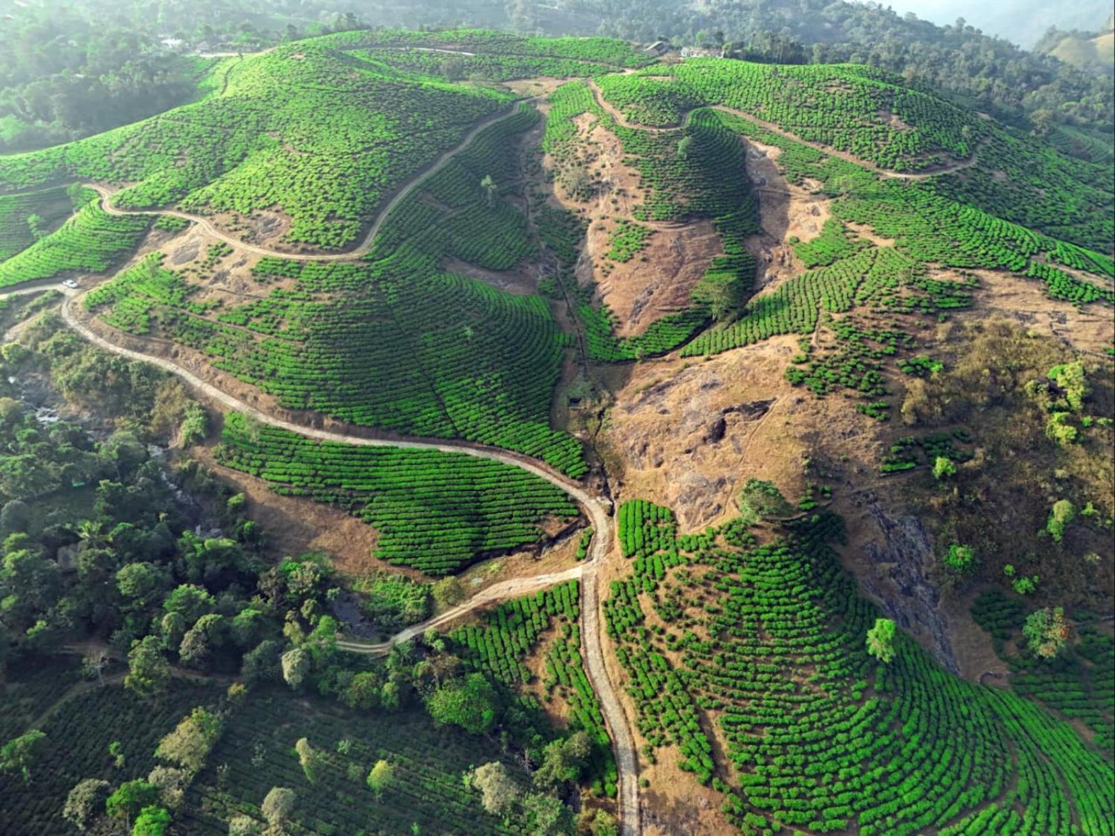 Forest Canopy * Vagamon